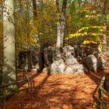Wald im Herbst