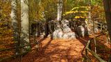 Wald im Herbst