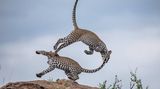 Patricia Hennessy/2020 National Wildlife® Photo Contest