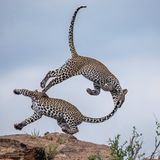 Patricia Hennessy/2020 National Wildlife® Photo Contest