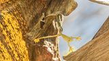 Rona Neri/2020 National Wildlife® Photo Contest