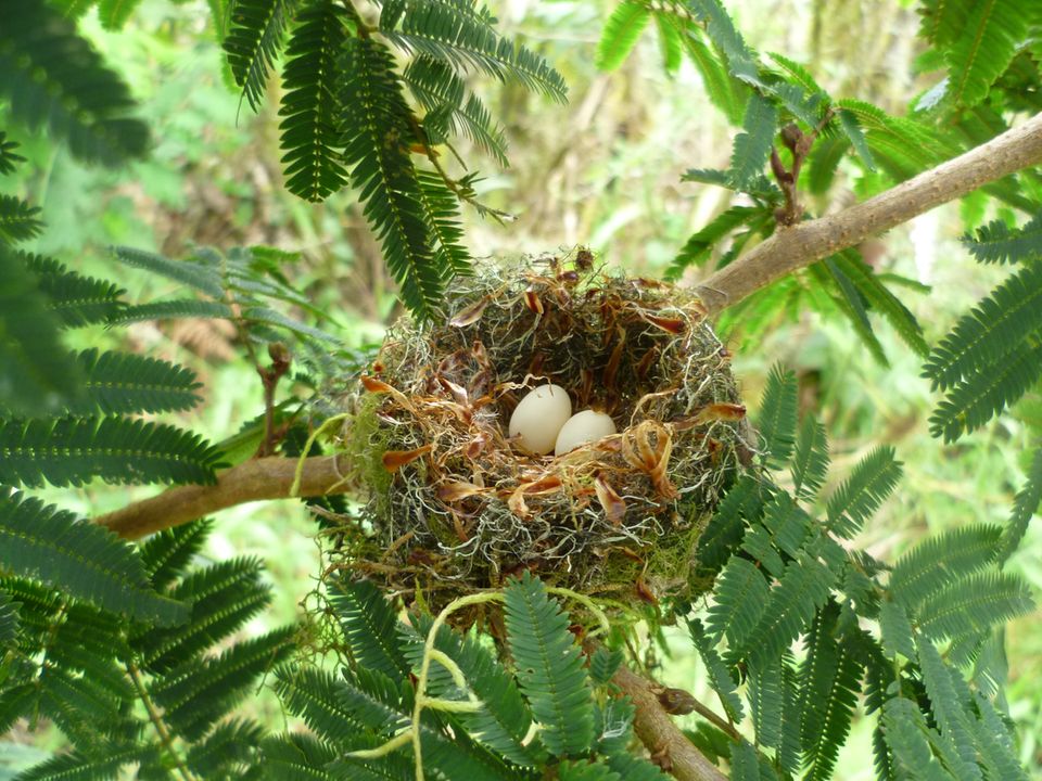 Kolibri-Nest mit Eiern in einem Tura-Baum, der in diesem Projekt gepflanzt worden ist Kolibri-Nest mit Eiern in einem Tura-Baum, der in diesem Projekt gepflanzt worden ist