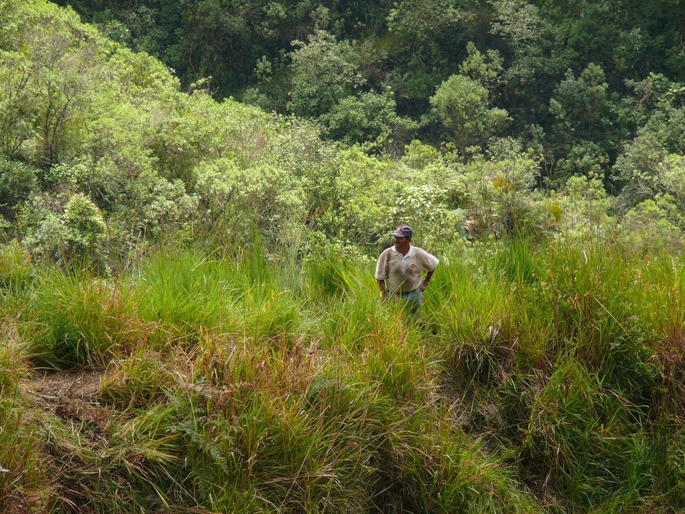 Diese Fläche wurde zur Bepflanzung ausgewählt: Bäume werden die kleinwüchsige, kurzlebige Vegetation ersetzen Diese Fläche wurde zur Bepflanzung ausgewählt: Bäume werden die kleinwüchsige, kurzlebige Vegetation ersetzen