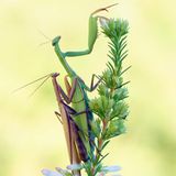 GEO LESERFOTO: Die besten Leserfotos: November 2020 - Bild 15