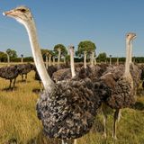 Exotische Nutztiere in Deutschland