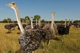 Exotische Nutztiere in Deutschland