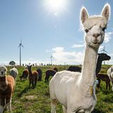 Exotische Nutztiere in Deutschland