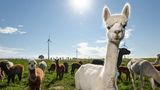 Exotische Nutztiere in Deutschland