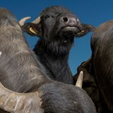 Exotische Nutztiere in Deutschland