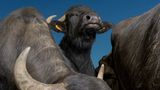 Exotische Nutztiere in Deutschland