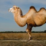 Exotische Nutztiere in Deutschland