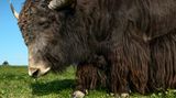 Exotische Nutztiere in Deutschland
