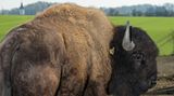 Exotische Nutztiere in Deutschland