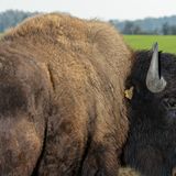 Exotische Nutztiere in Deutschland