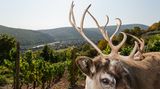 Exotische Nutztiere in Deutschland