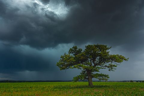 Eiche bei Gewitter