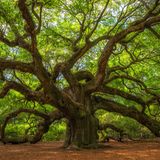 Angel Oak