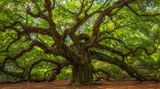 Angel Oak