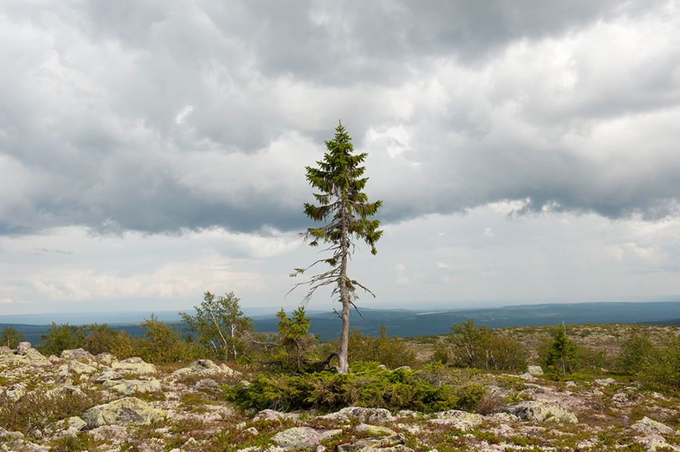 Alt Tjikko [GEO]