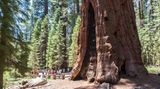 General Sherman Tree
