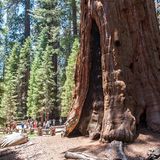 General Sherman Tree