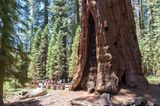 General Sherman Tree