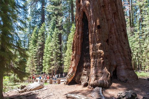 General Sherman Tree - [GEO]