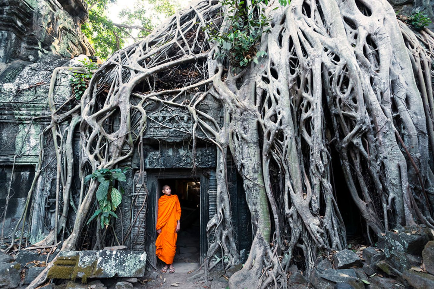 Baumriesen von Angkor Wat Angkor Wat
