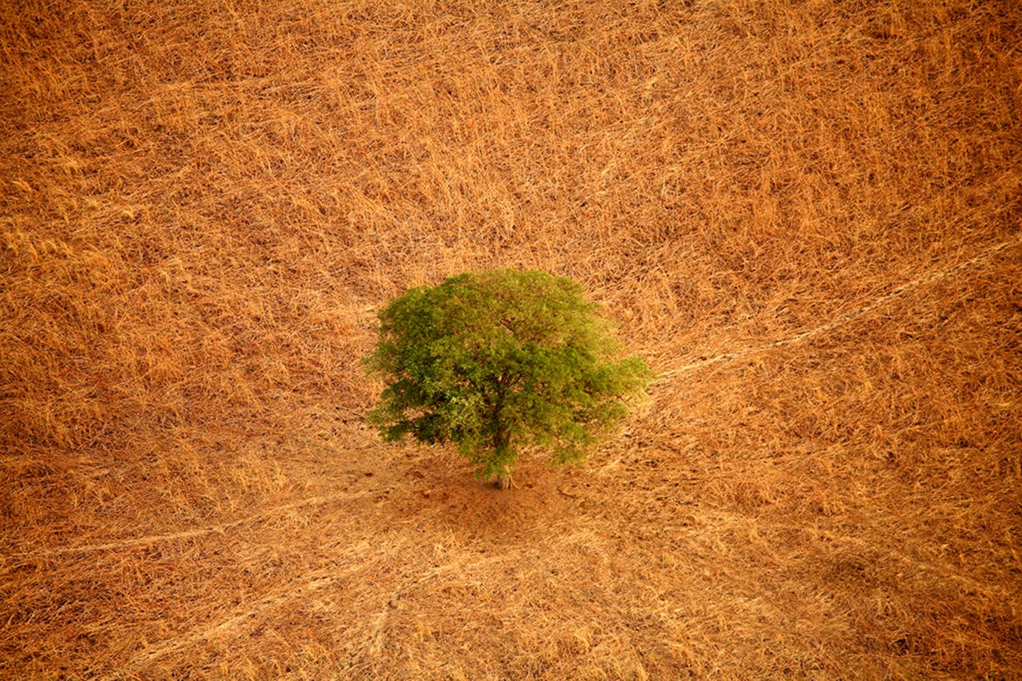 Baum