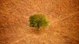 Baum