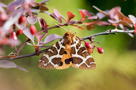 Brauner Bär - Schmetterling des Jahres