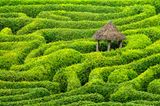 Ein Labyrinth aus Kirschlorbeerhecken