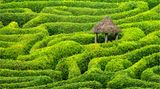 Ein Labyrinth aus Kirschlorbeerhecken