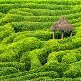 Ein Labyrinth aus Kirschlorbeerhecken