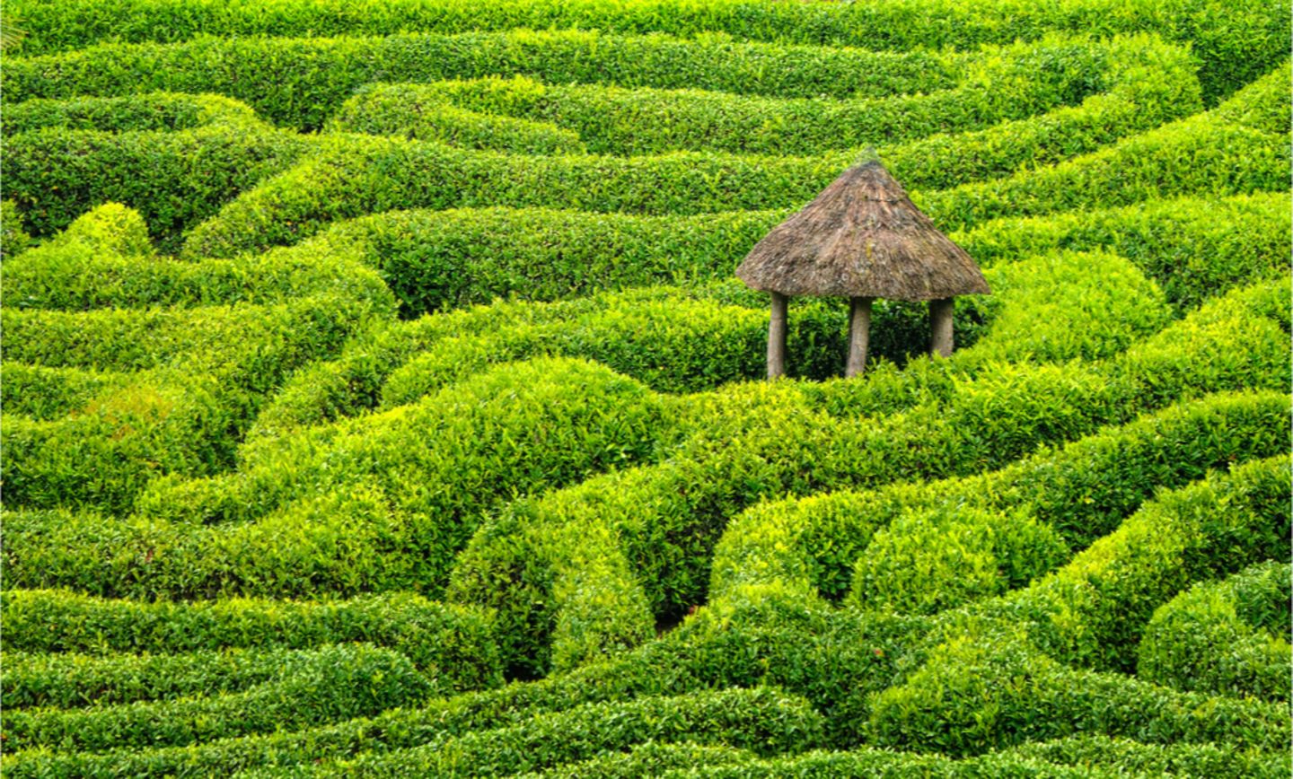 Ein Labyrinth aus Kirschlorbeerhecken