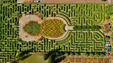Das Ananas-Labyrinth auf Hawaii
