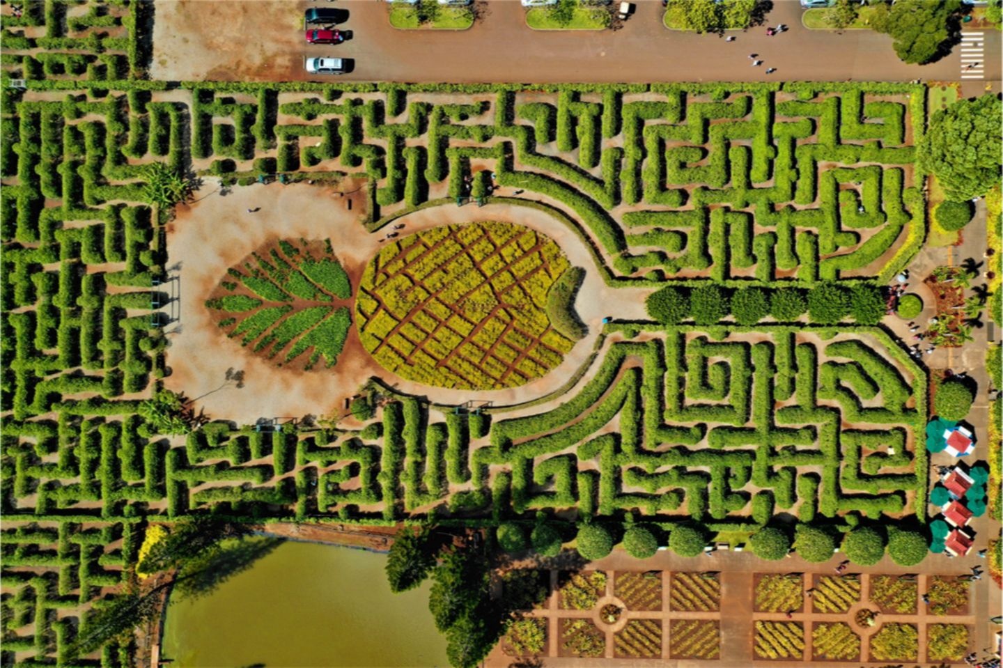 Das Ananas-Labyrinth auf Hawaii
