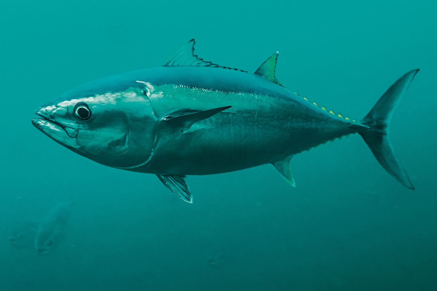 Thunfisch Zucht Forschern Gelang Das Unmogliche Doch Um Welchen Preis Geo