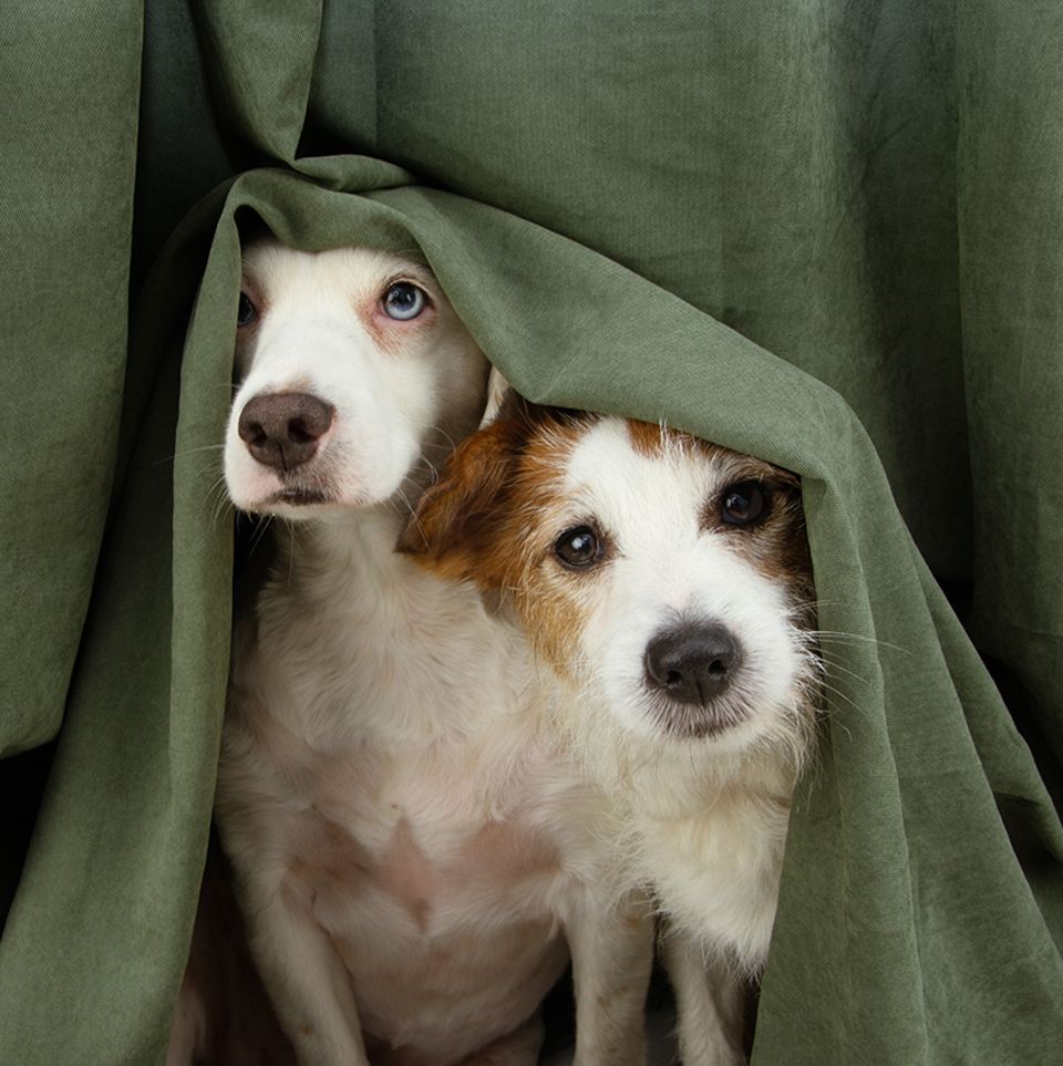 Ängstliche Hunde
