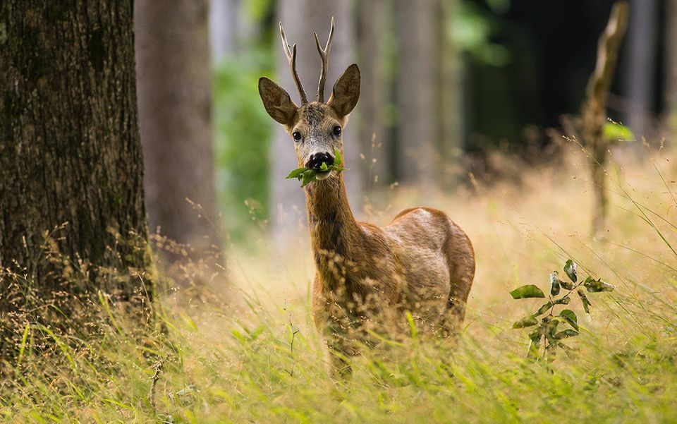 Jagd und Wald Rehe als Waldschädlinge Zoologe erklärt, warum mehr schießen nicht hilft [GEO]