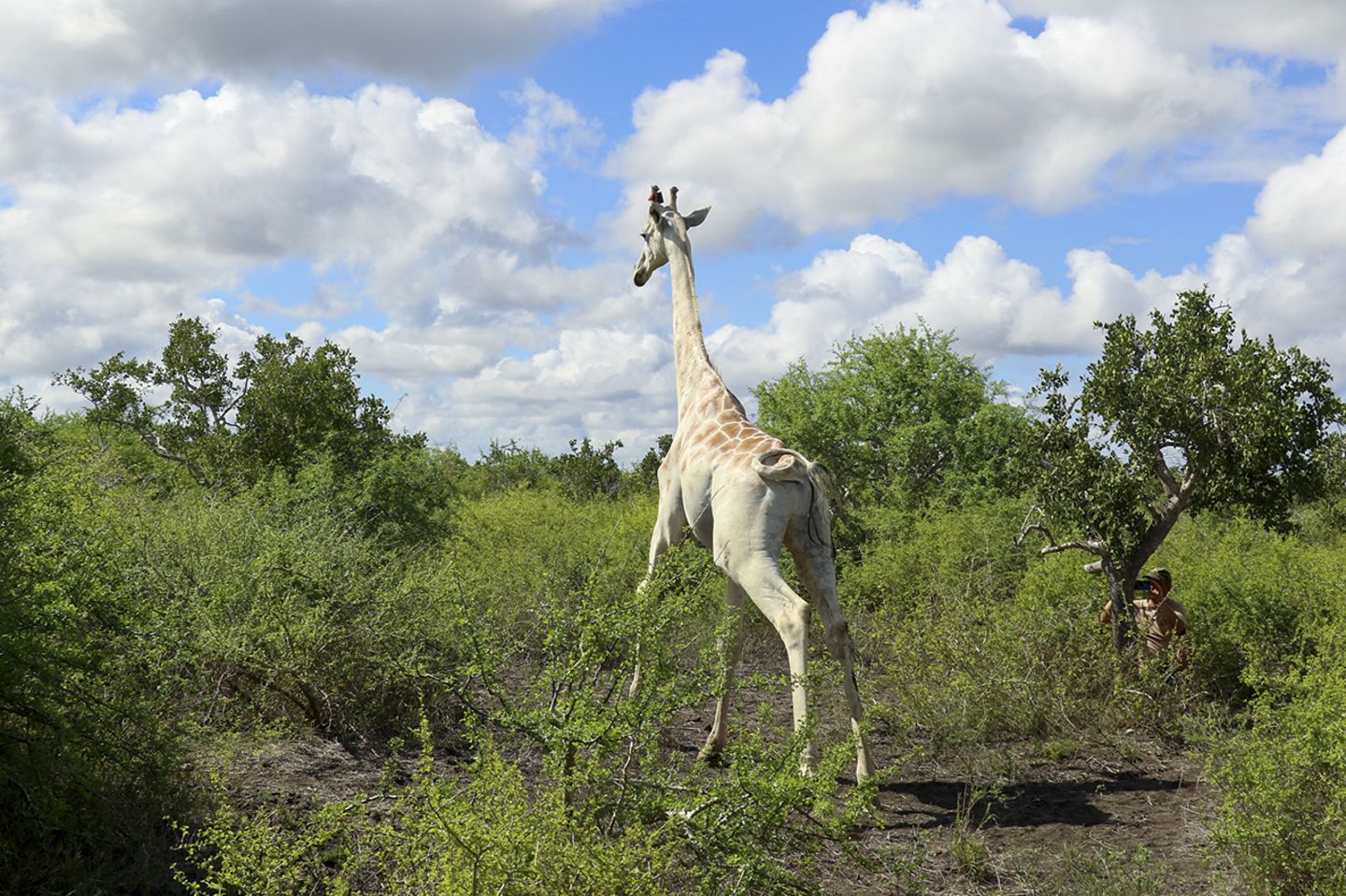 Weiße Giraffe, Kenia