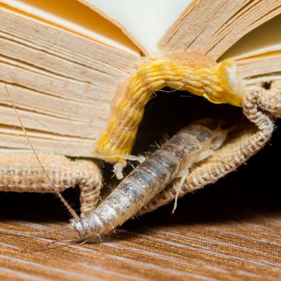 Papierfischchen