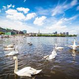 Alsterschwäne