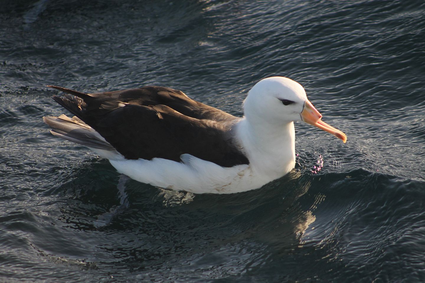 Albatros mit abgeschnittenem Schnabel