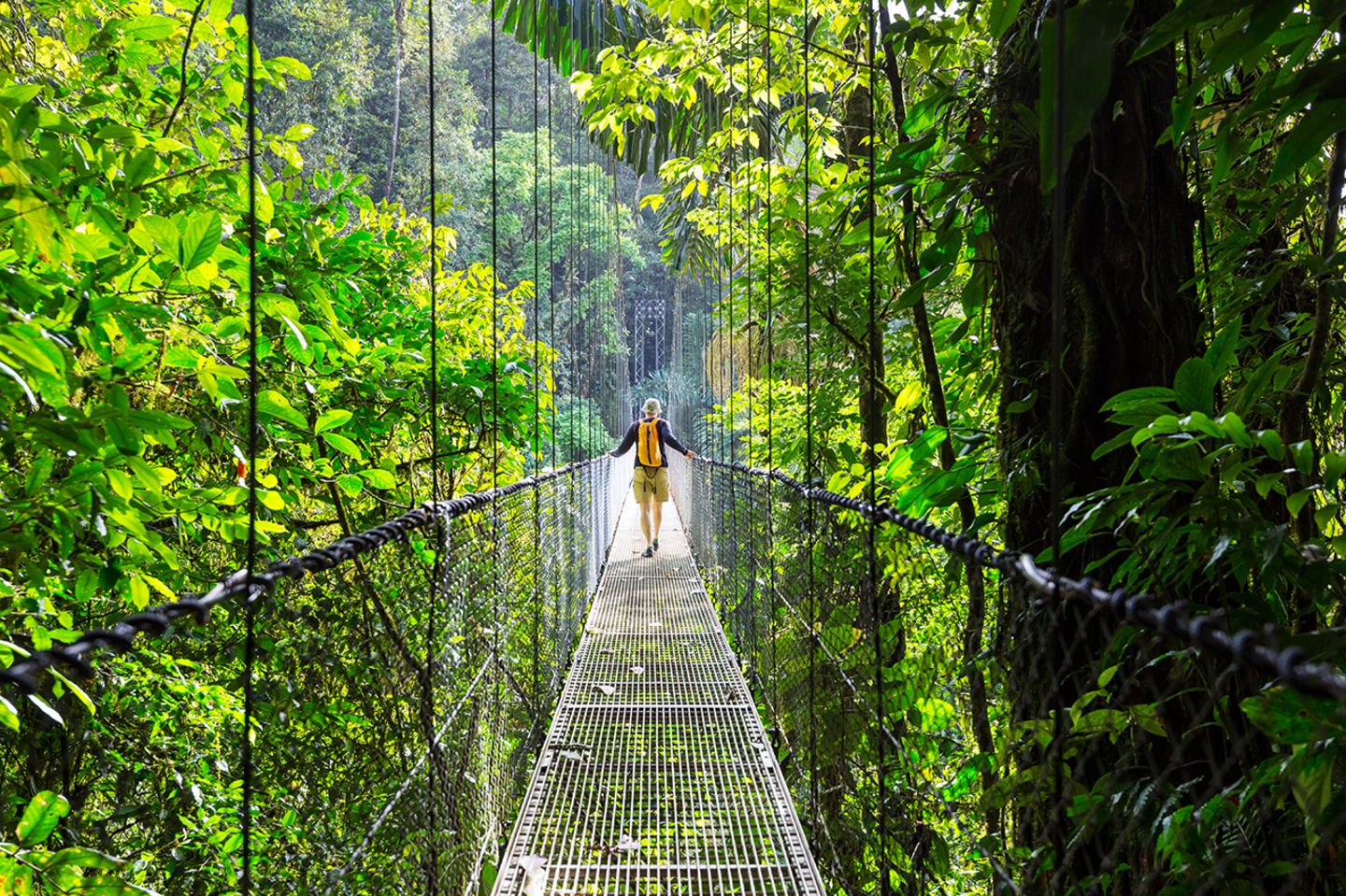 Dschungel in Costa Rica