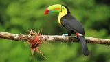 Tukan in Costa Rica