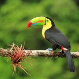 Tukan in Costa Rica