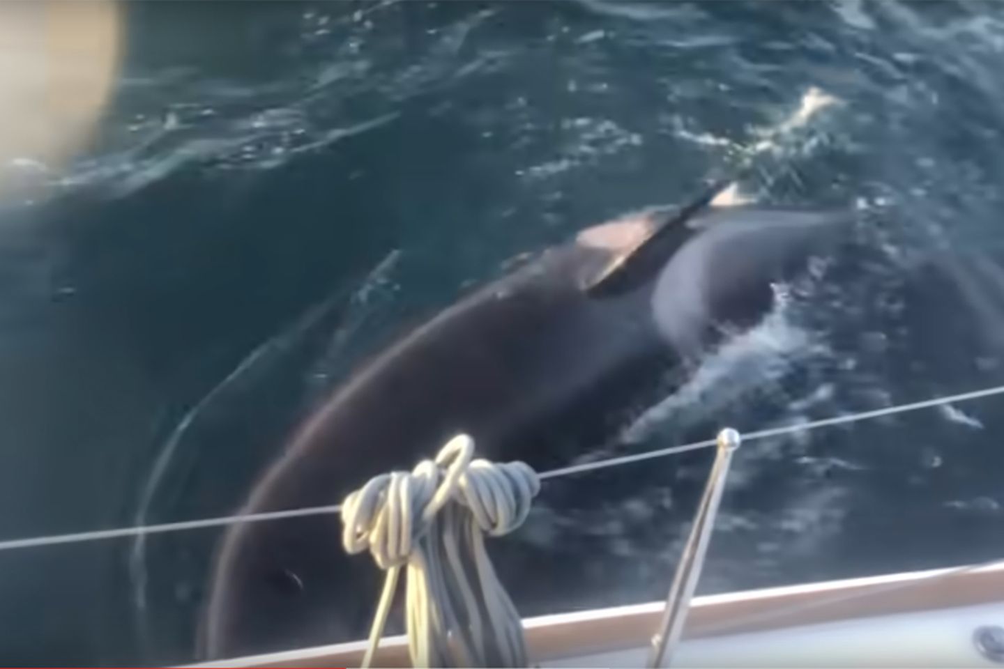 Orcas Attackieren Segeljacht Uber Stunden Geo