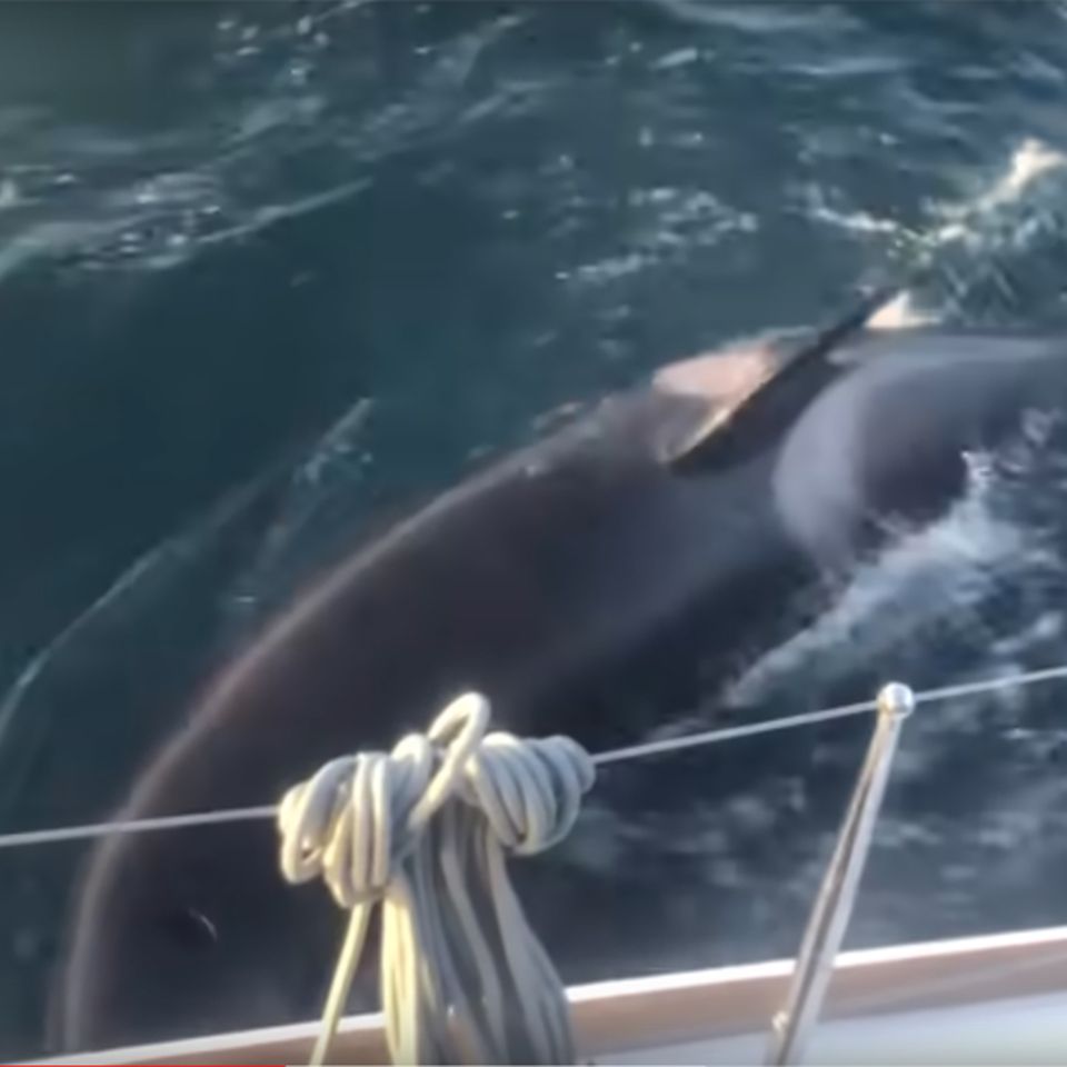 Orca-Angriff