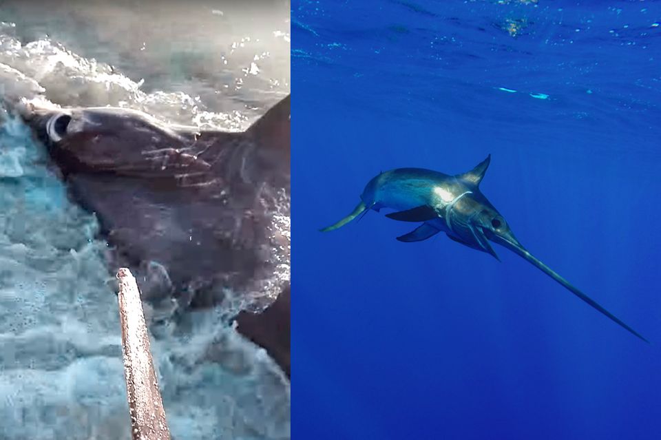 Schwertfisch tötet Hai